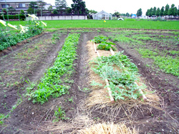 地産地消活動農作体験その2